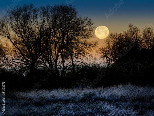 Paisaje nocturno con luna llena al atardecer y ramas peladas de árboles en silueta en invierno. © josemiguelsangar