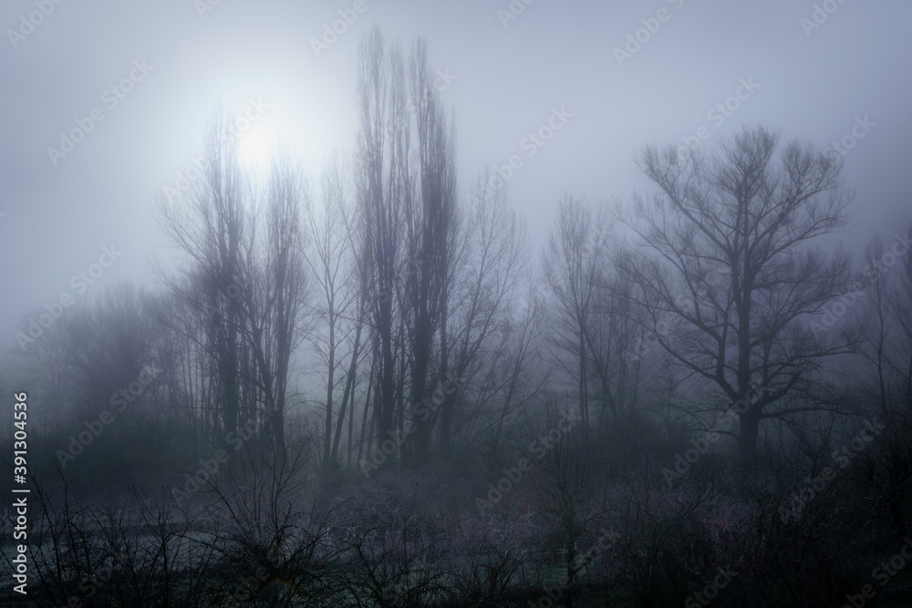 Fototapeta premium Paisaje con niebla en el bosque con árboles en silueta en invierno. Hoces río duratón Sepulveda.