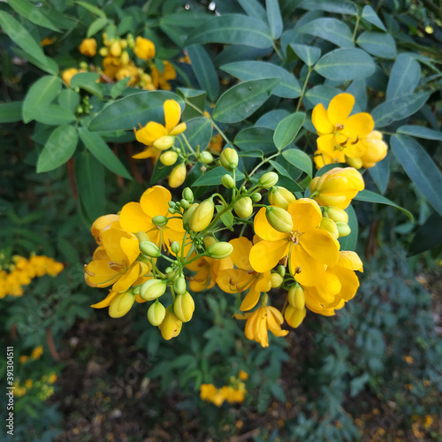 Senna tora (Cassia tora, Sickle Senna or Sickle Wild) is a leguminous plant. Traditional medicine. Square image