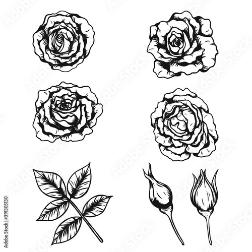 Rose ornament tattoo by hand drawing.Beautiful flower on white background.Anne Harkness rose vector art highly detailed in line art style.Flower tattoo for paint or pattern.