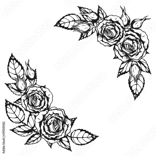 Rose ornament tattoo by hand drawing.Beautiful flower on white background.Anne Harkness rose vector art highly detailed in line art style.Flower tattoo for paint or pattern.