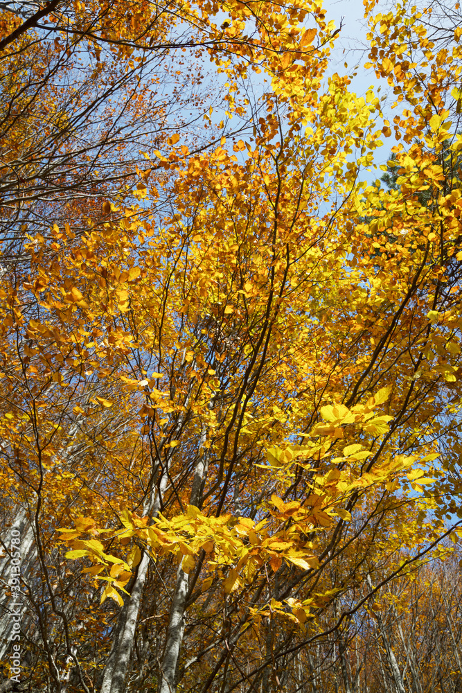 Autumn in the Pyrenees