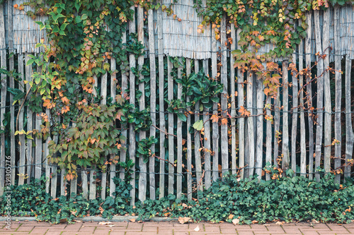 A fence overgrown with ivy on an autumn day