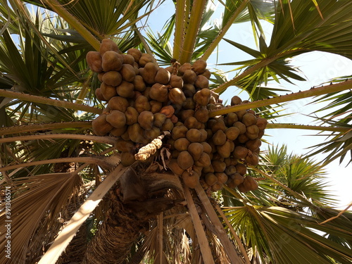 The Lala palm - Hyphaene ; A colorful fruits, round flat, hard shell with seed inside. bunch together on strong and long terminal pole, hanging on high tree. close up, natural sunlight. photo