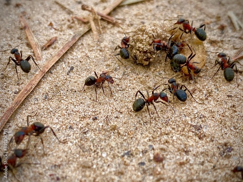 ants in the forest © Оксана Егорова