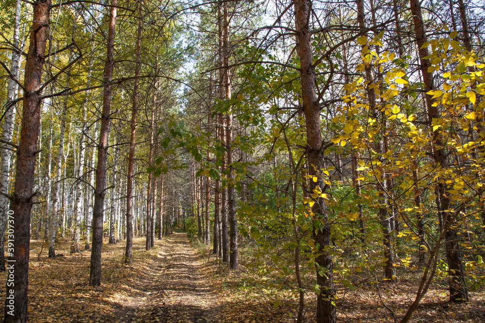 A path in an autumn forest surrounded by white-trunk birches and coniferous trees.