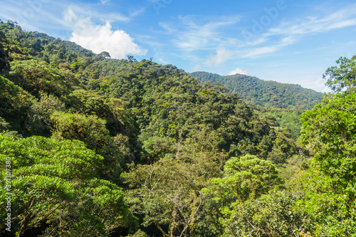tropical rain forest in Panama photo