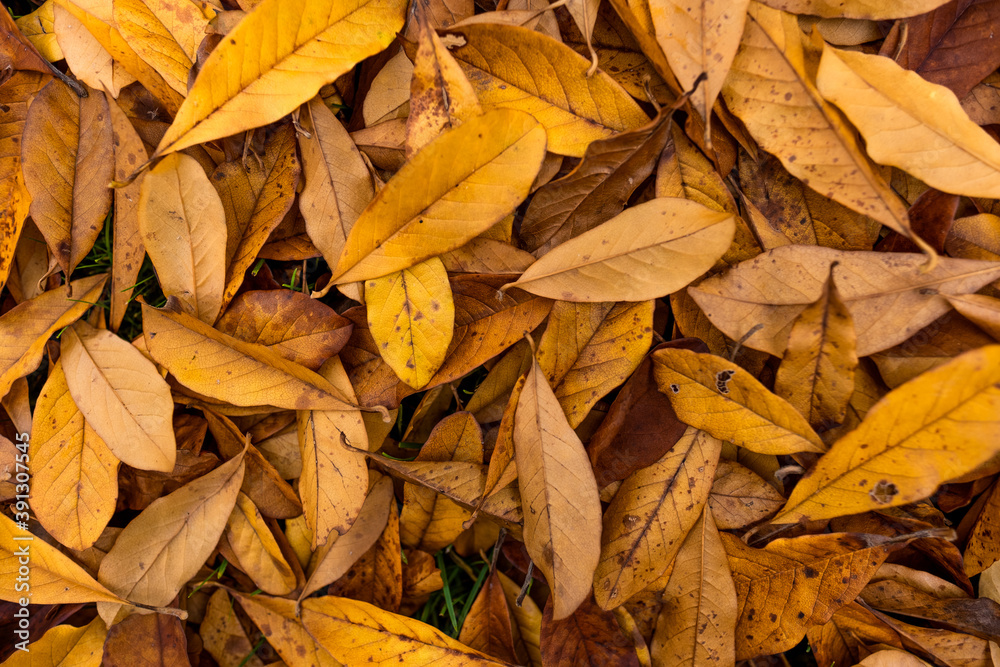 colorful pile of leaves on the ground in a beautiful autumn forest