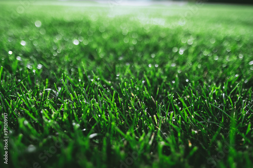 A fresh, green meadow made of grass that is wet from the first dew and is illuminated by the sun