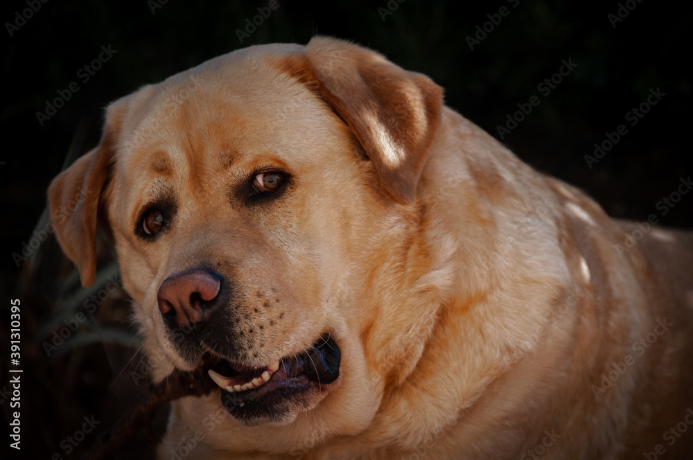 Portrait of golden labrador