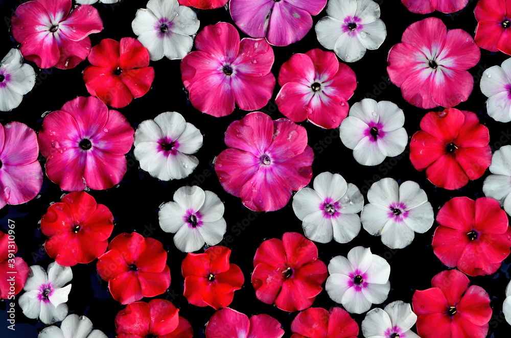 Different colored flower mandala on floating on water plate made of fresh flowers. Floral background with nature flowers. Flower mosaic Different colored flower mandala on floating on water plate made of fresh flowers. Floral background with nature flowers. Flower mosaic