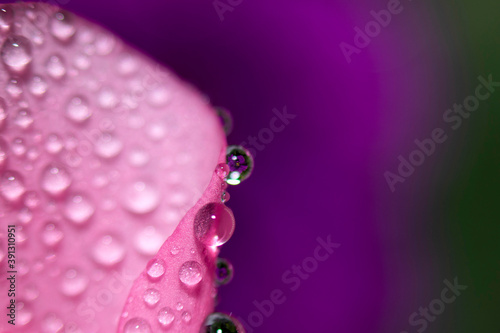 Abstraction Floral macro background. Close-up water drops on pink flower with violet background. Place for text.