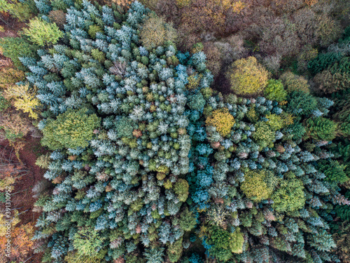 Aerial view Beautiful green, orange and red autumn forest, many trees different colors germany rhineland palantino