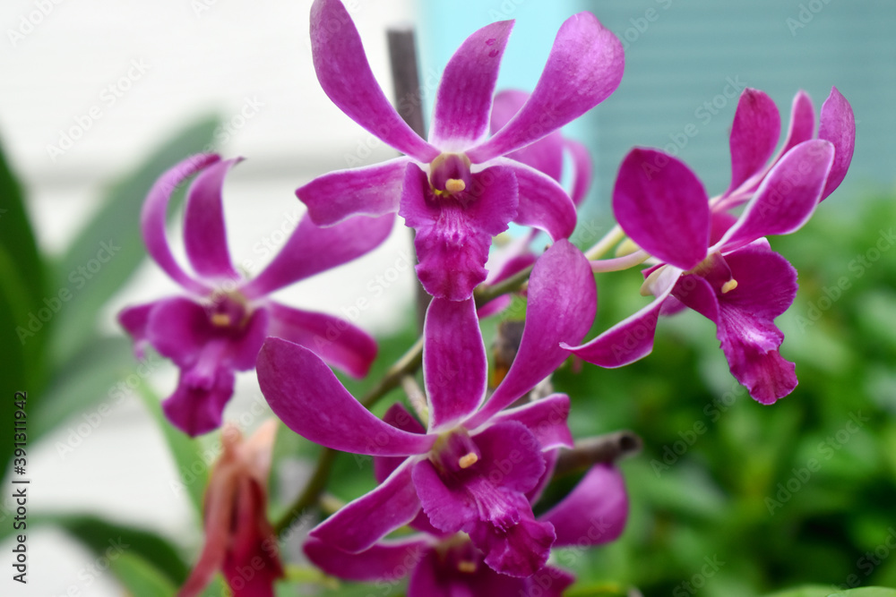 Purple orchid flowers with blur background in garden, decoration house