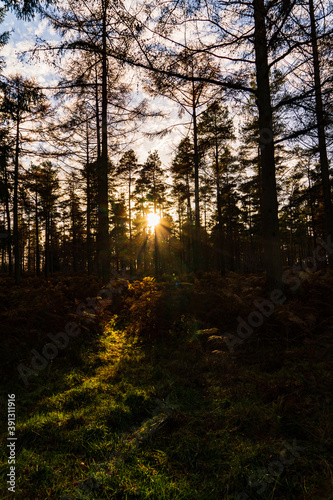 Sun bursting through the trees in Beacon wood Penrith Cumbria