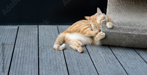  a tabby cat playing with cat scratch board
