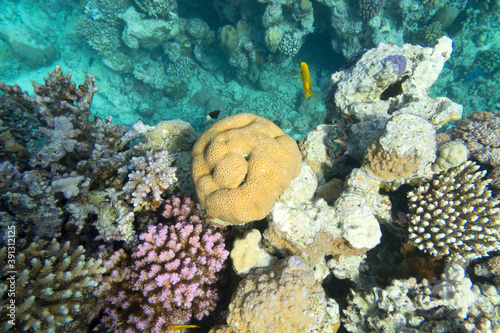 Colorful coral reef at the bottom of tropical sea  hard corals  underwater landscape
