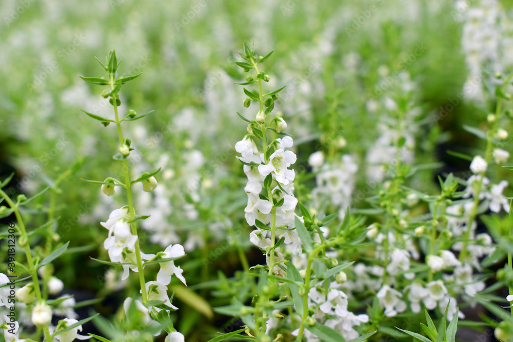 White flowers field with nature blurred background White flowers field with nature blurred background