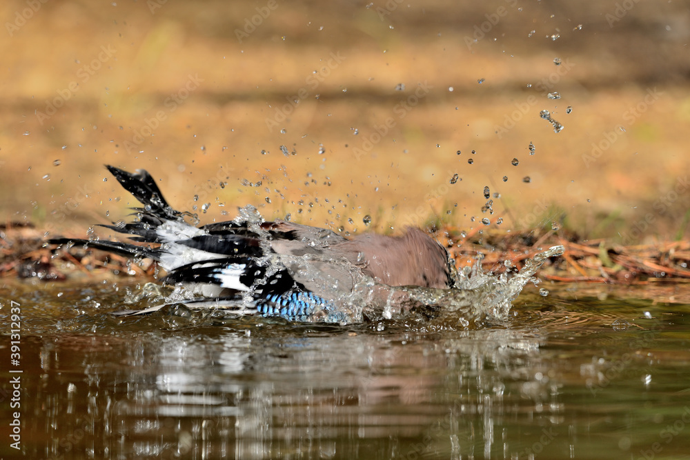 Fototapeta premium Arrendajo euroasiático bañándose en el estanque del parque (Garrulus glandarius) Ojén Málaga España 
