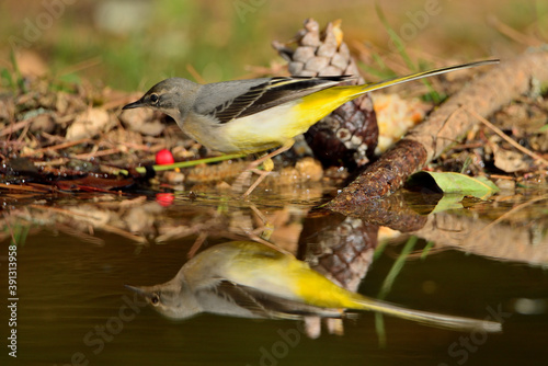 Lavandera cascadeña (Motacilla cinerea)