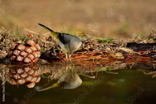 Lavandera cascadeña (Motacilla cinerea)