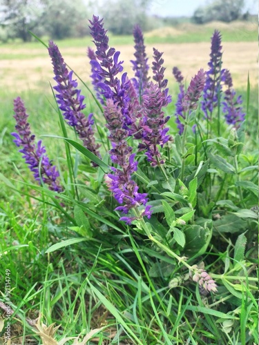 lavender flowers in the garden