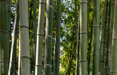 Bamboo Tree stalks up close in Kyoto, Japan (ID: 391314924)
