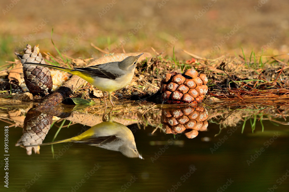 Lavandera cascadeña reflejada en el agua del estanque (Motacilla cinerea) Ojén Málaga España Lavandera cascadeña reflejada en el agua del estanque (Motacilla cinerea) Ojén Málaga España
