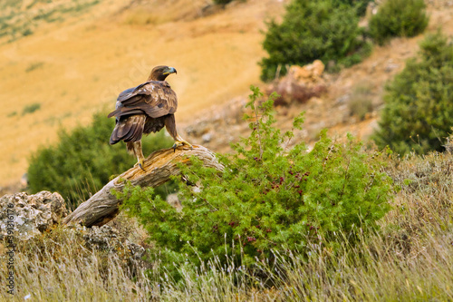 Golden Eagle  Aquila chrysaetos  Mediterranean Forest  Castile and Leon  Spain  Europe