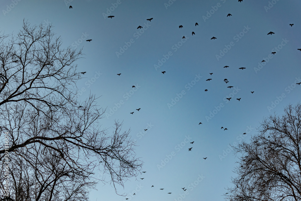 Flocks of migratory birds, high in the sky. They fly overhead against the blue sky. Black silhouettes with wings in large numbers Flocks of migratory birds, high in the sky. They fly overhead against the blue sky. Black silhouettes with wings in large numbers