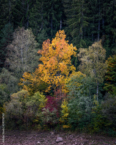 Vertical view of the colorful forest trees in Nagold Dam at Nagold Valley, Black Forest, Germany photo