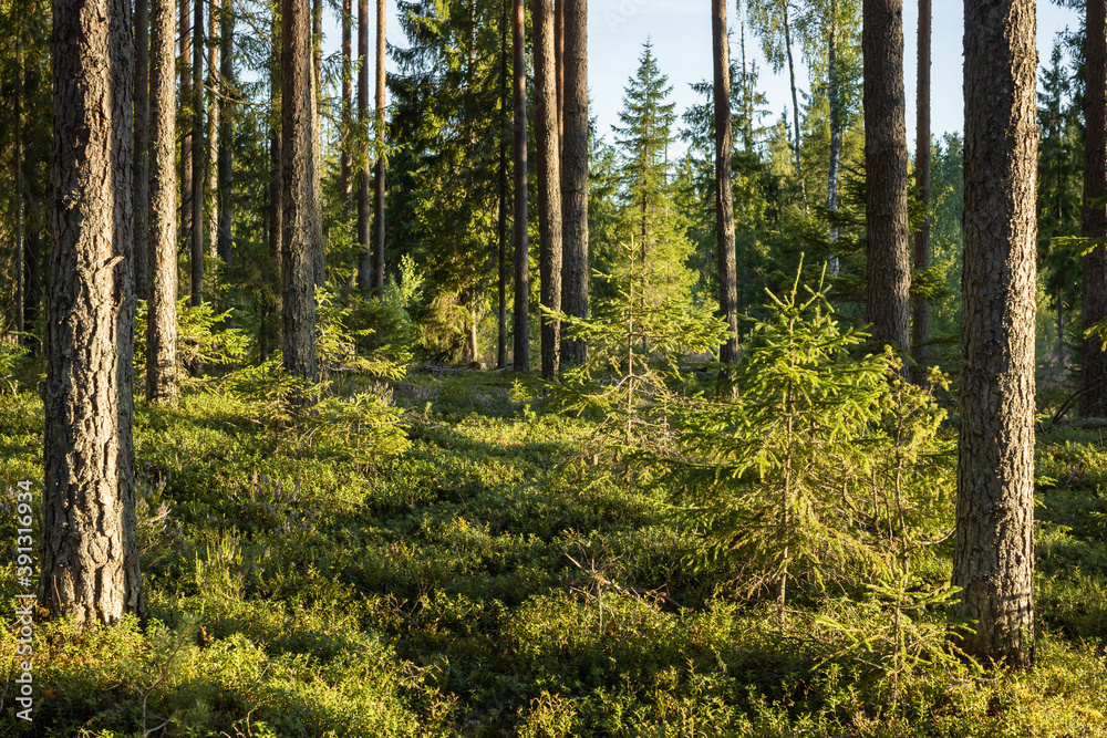 Young spruce trees grow among mature pines. Young spruce trees grow among mature pines.