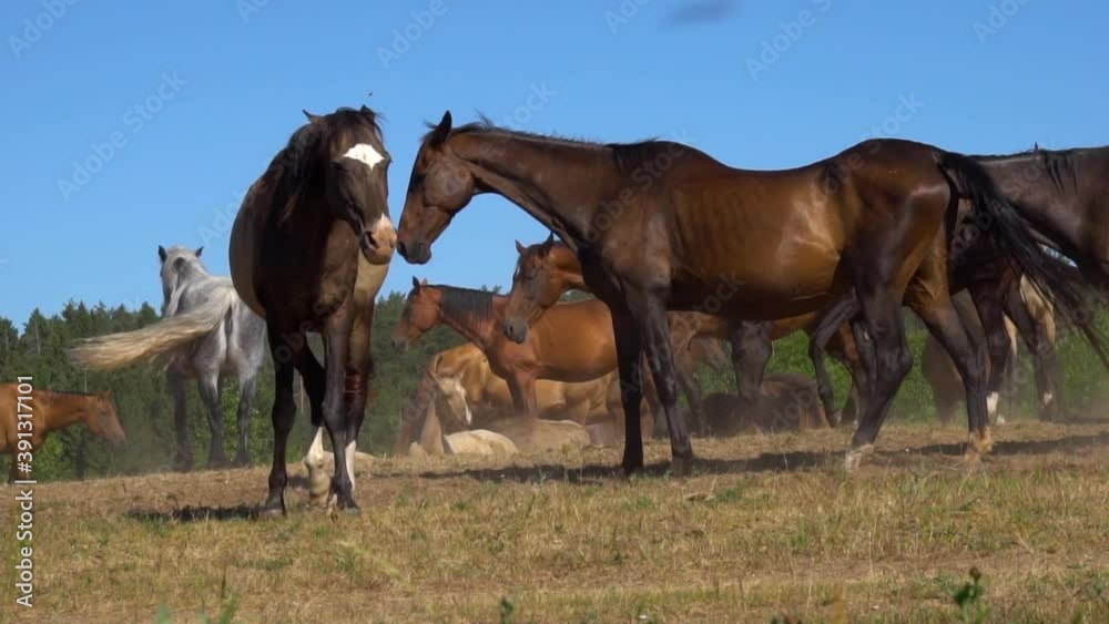 Herd of gorgeous akhal-teke horses in a field, slow-motion Herd of gorgeous akhal-teke horses in a field, slow-motion