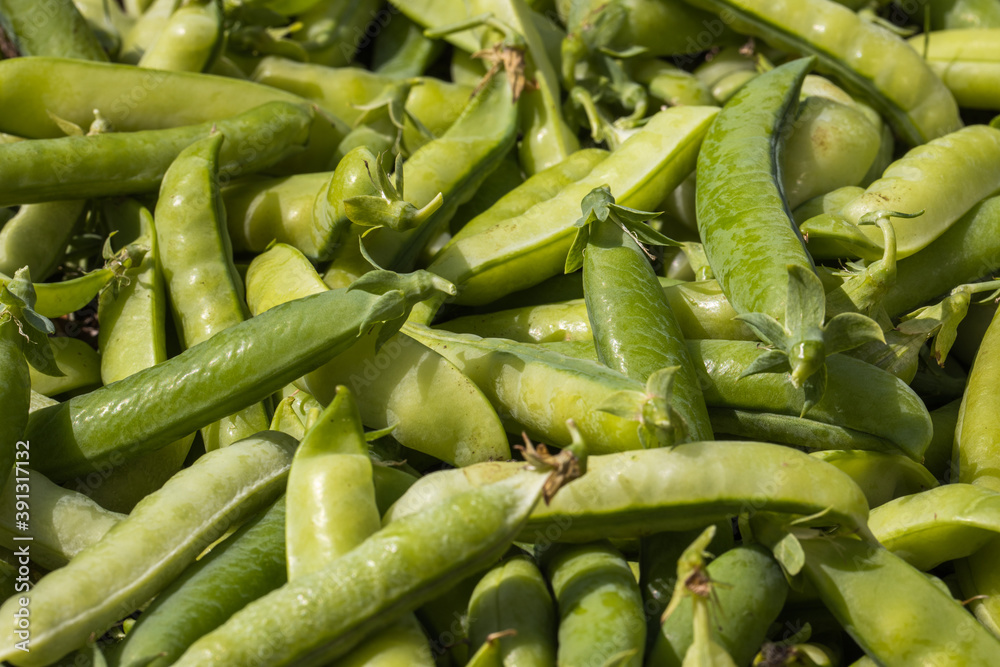 Pea pods are spread out on the surface. Pea pods are spread out on the surface.