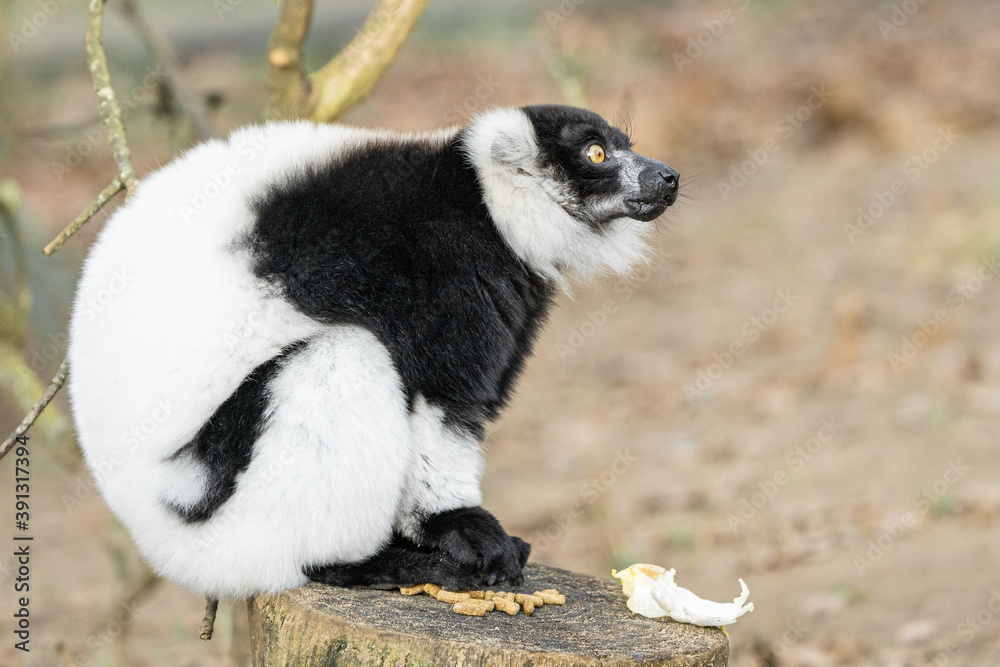 Fototapeta premium Black And White Ruffed Lemur From Madagascar