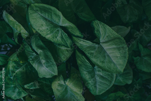 many green caladium leaves (Caladium)