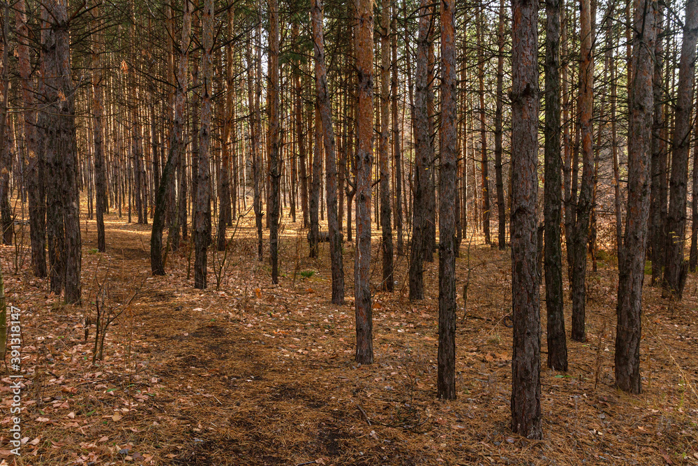 Pine trees in the forest of Tsarev Kurgan near the city of Samara Pine trees in the forest of Tsarev Kurgan near the city of Samara