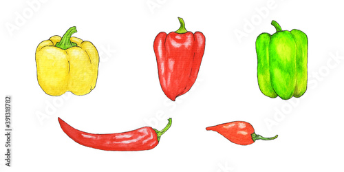 Watercolor set with chili peppers, sweet yellow peppers, bell peppers, red hot peppers. Set for design menu, labels isolated on white background.