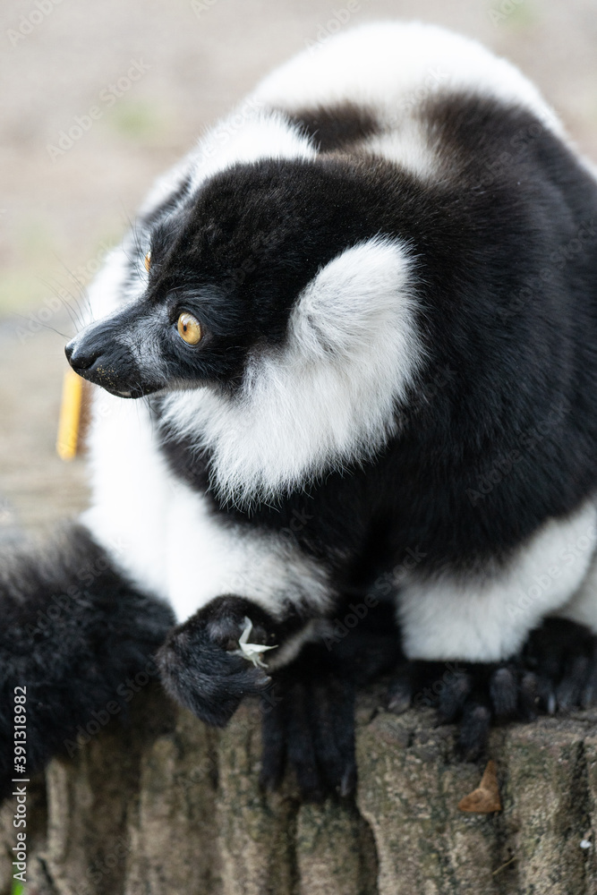 Black And White Ruffed Lemur From Madagascar