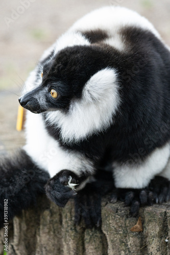 Black And White Ruffed Lemur From Madagascar