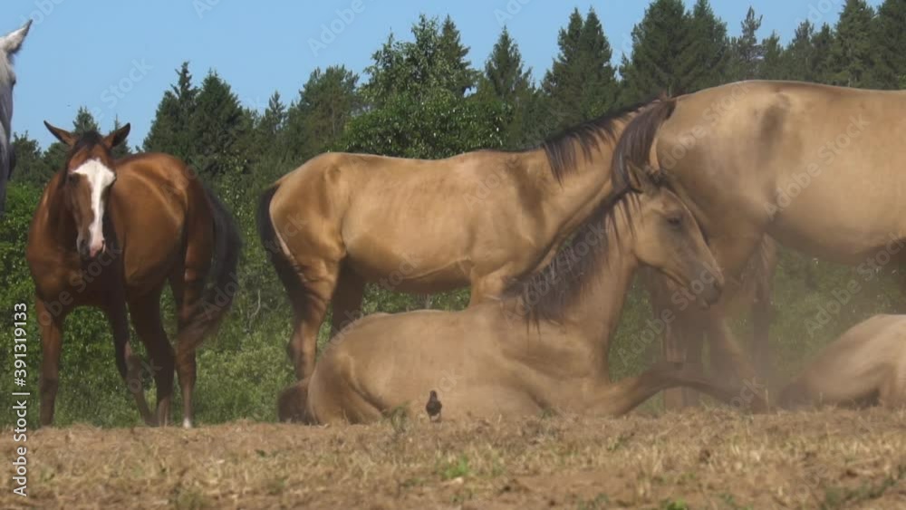 Beautiful golden akhal-teke in herd and birds in summer field in slow-motion Beautiful golden akhal-teke in herd and birds in summer field in slow-motion