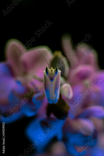 Orchid Mantis photo