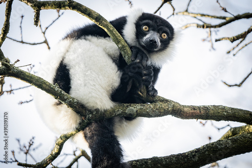 Black And White Ruffed Lemur From Madagascar photo