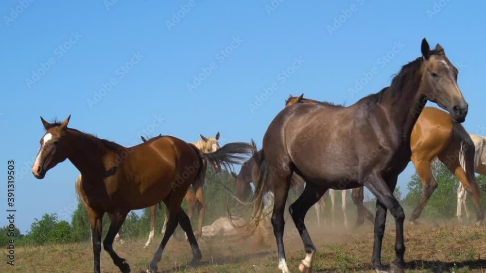 Beautiful horses on nature in a chaotic movement in summer, slow-motion Beautiful horses on nature in a chaotic movement in summer, slow-motion