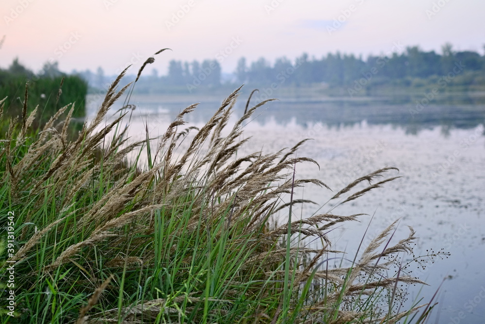 Overgrown shore with reed grass along the lake on sunset. Fog over the water. Rural tranquil scene in summer or spring time in Ukraine