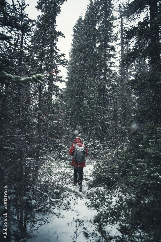 Man backpacker wearing winter coat walking in deep pine forest on blizzard
