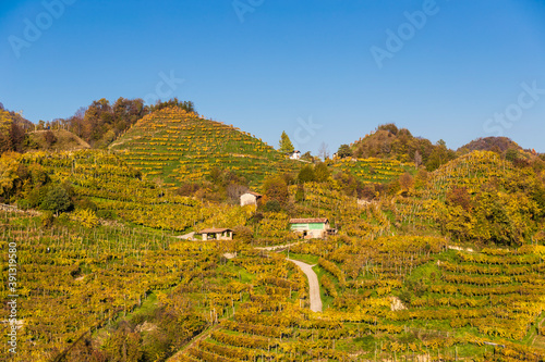 Quadro su tela The Prosecco hills in autumn