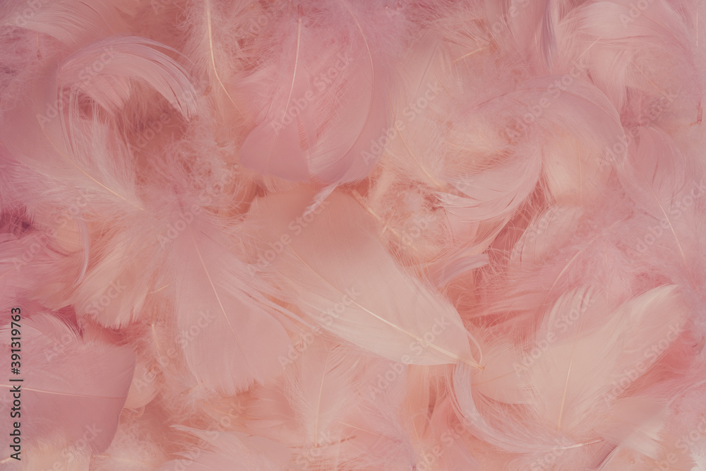 Colorful feather background, top view. Colorful feather background, top view.