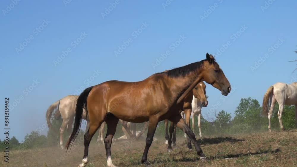 Beautiful akhal-teke horses grazing in group, slow-motion Beautiful akhal-teke horses grazing in group, slow-motion