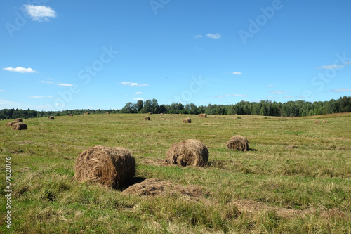 Rural landscape with long summer field at the edge of the forest with many rolled dry hay on bright sunny summer day view